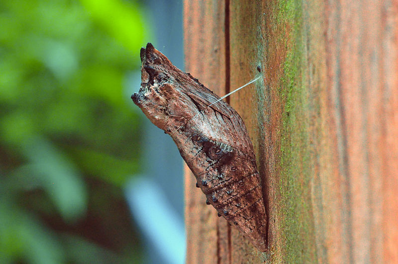 An Eastern Swallowtail is in the most vulnerable stage of its life cycle. It has evolved to look like a piece of wood while in its Chrysalis.