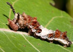 How do butterflies get their color? It begins even when their caterpillars! The Viceroy caterpillar, a Monarch Butterfly mimic, takes advantage of camouflage by looking like a piece of bird poop, laying on a leaf.