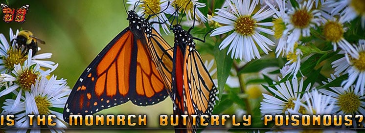 Today we answer the question, Are Monarch Butterflies Poisonous? Find out how toxic they are and if they will hurt humans, dogs, cats, or other household pets.