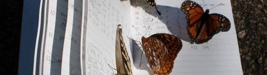 A book with multiple butterflies on it, two of which are a Painted Lady, and a Monarch Butterfly.