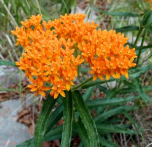 Milkweed has many different subspecies that are specific to your region, so do your research to make sure your planting the right kind of Milkweed in your backyard!