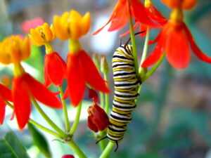 Answering the question what eats butterflies, we find that Monarchs while still caterpillars ingest a poisonous plant called Milkweed, absorbing the poison. They also evolved bright colors to deter predators.