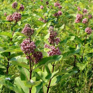 A field of Milkweed, while toxic to humans is the sole host plant for Monarchs. The population of one directly effects the other. 