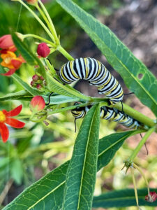 The second book in our list of butterfly books for kids is Gatta Go Gatta Go. This image is a huge Monarch Caterpillar munching on Milkweed. Gatta Go Gatta Go follows one of these cute little guys as they transform into a Butterfly and migrate to Mexico to mate.