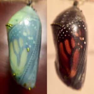 A closeup of a Monarch Butterflies colorful wings while its still in its Chrysalis, when you look closely you can see each little detail that make up the entirety of its camo.