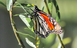 The US Fish and Wildlife Agency has petitioned to place Monarchs as a threatened species, granting them protections that are critical to their survival. 