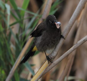 A bird, a natural predator of butterflies, is perched on a branch with a Butterfly in its beak eating it.