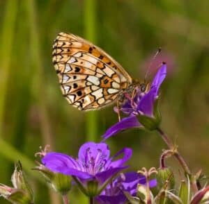 Planting Thistle in your Garden will bring Painted Ladies to you! They use it as a host plant.