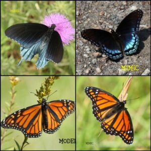 Two species of butterfly alongside its Mimic species, one of them being the Monarch and Viceroy. Mimicry plays a huge role in the Butterfly insect kingdom.