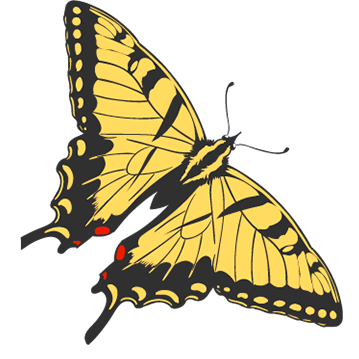 Swallowtail Butterfly