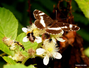 A butterfly and a bee both landed on a flower, The bee directly pollinating the flower and the butterfly indirectly.