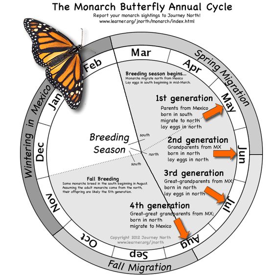 Monarchs follow a migratory cycle alongside their life cycle. Across multiple generations the Monarch will travel thousands of miles from the northern US and Canada to Mexico.