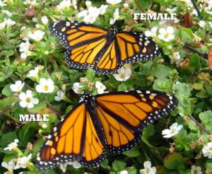 Number 3 in our article facts about the monarch butterfly tells you how you can tell the difference between a Male and Female Monarch! Its easier than you think!