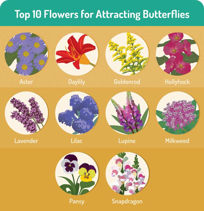 The top 10 flowers for attracting butterflies! All of these are perfect for your butterfly garden!