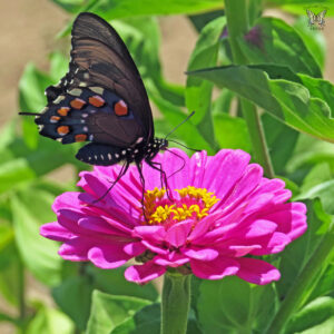 Zinnias are a vibrant addition to your Butterfly garden, making number five on our best flowers for attracting butterflies!