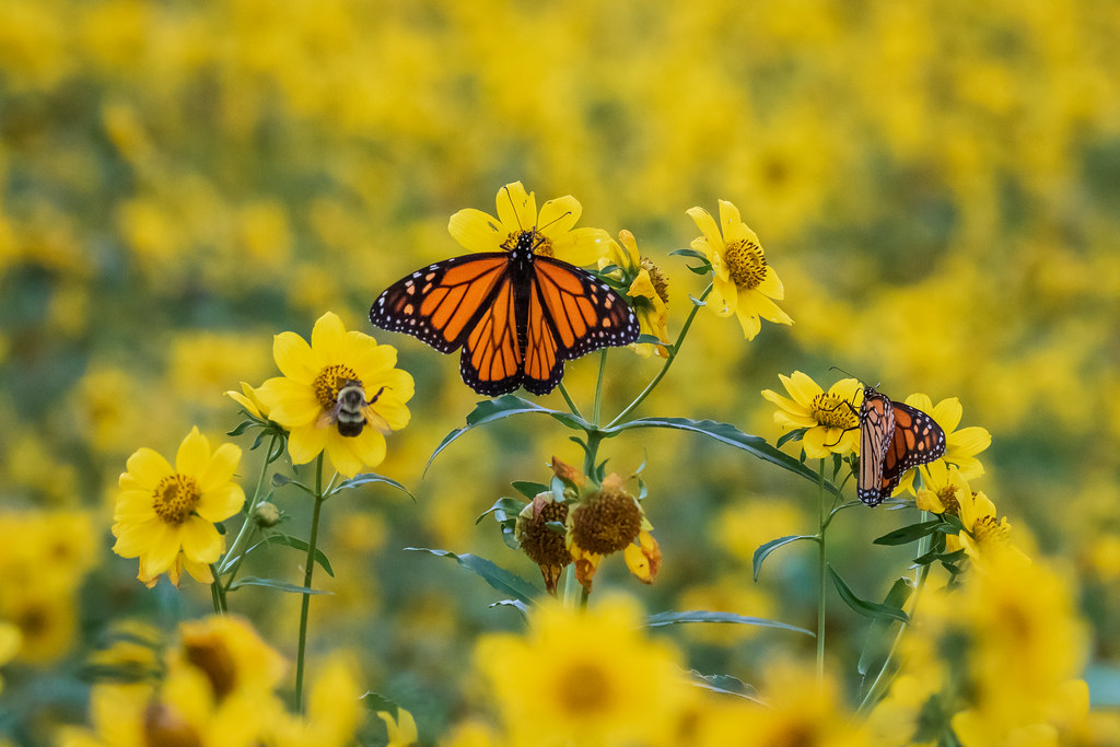 Danaus Plexippus, the scientific name of the Monarch Butterfly has its own fascinating roots and meaning behind its name.