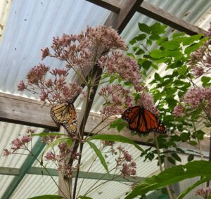 Joe-Pye Weed can grow up to 7 feet tall! It's large appearance makes for a nice centerpiece in a Garden or as a Bush along the front of somebodies house.