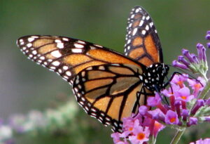 The Monarch has multiple fascinating butterfly name origins spanning multiple different cultures. All of them add a unique shroud of mystery to an already majestic creature.