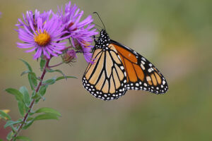 Asters are an amazing flower! It has blooms in the late season so will give straggling Monarchs a place to rest during their migration! Any butterfly expert would agree Asters are one of if not the best flower to attract butterflies.