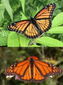 The Viceroy and Monarch are very similar in appearance, but a keen eye can tell the difference!