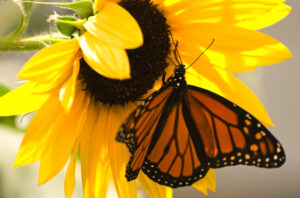 Sunflowers are easily one of the best flowers for attracting butterflies! with its large size it gives butterflies easy access to any nectar or pollen!