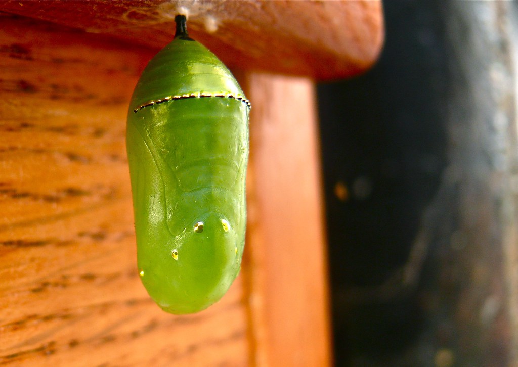 The Monarch Butterfly has a gold-colored crown that spans the top of it's Chrysalis during pupation, this gives another possible butterfly name origin to the Monarch.