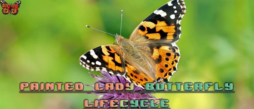 The Painted Lady (Vanessa Cardui) Life Cycle, Join us as we dive deep into it's life cycle!