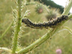 The Painted Lady caterpillar starts at about the size of a pin head, growing to almost 1 and a half inches by the time it reaches its final instar!