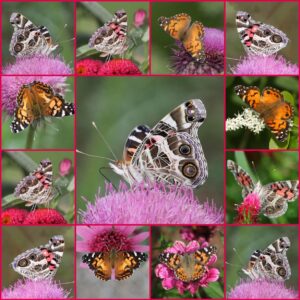 The Painted Lady has four stages throughout its life, It begins as an egg, then a caterpillar, then a chrysalis, afterwards becoming an adult butterfly.