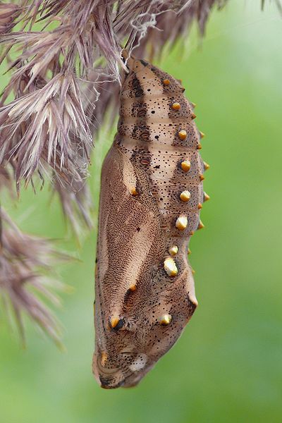 The most critical point of the Butterfly's Life Cycle is during its pupation. This Painted Lady Chrysalis hangs from a high point and blends into its surroundings.