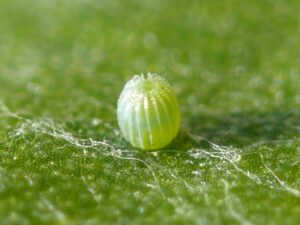 The Painted Lady, or Vanessa Cardui's eggs are extremely small. Eggs are generally the size of a pin head, and can be very easy to miss when examining host plants.