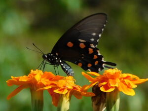 This beautiful black swallowtail is drinking from a Marigold. Marigold's will add rich coloration to your garden while providing an oasis in an otherwise hostile world for butterflies.