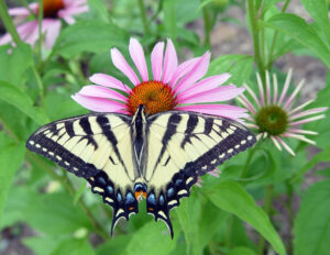 An Eastern Tiger Swallowtail resting on a Coneflower.