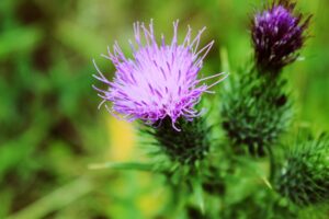 Painted Ladies are not limited to a single host plant, Caterpillars can eat Thistle, Hollyhock and Mallow