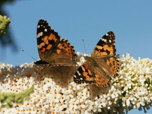 Painted Lady's go through a courting process before they decide to mate with each other.