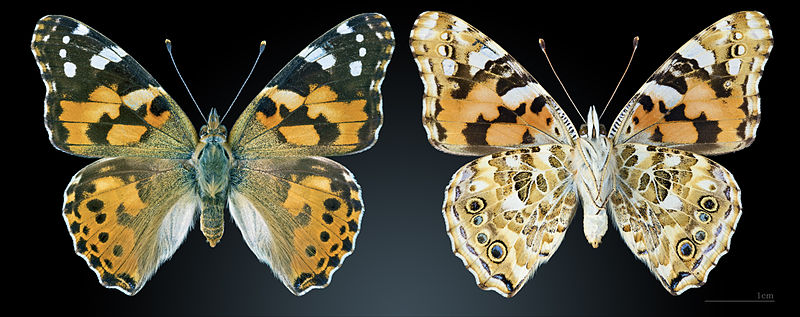 The Vanessa Cardui wings are very practical, with both sides showing bright colors and an eyelike appearance. The Painted Lady Butterfly Life Cycle all culminates in this thing of beauty. 