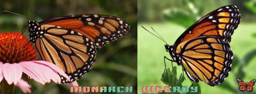 This article features the final showdown, the Monarch butterfly vs the Viceroy butterfly, giving a comprehensive analysis of their key differences and mimicry.