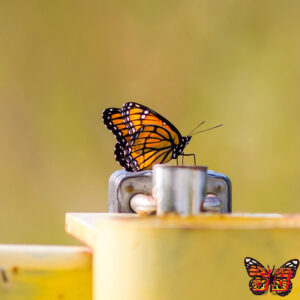 The viceroy is smaller than the Monarch, but a viceroys black vein that goes across its wings is unmistakable.