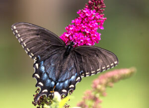 A swallowtail drinking from a Butterfly Bush. Be cautious planting a Butterfly Bush, also called Buddleia to ensure it's not an invasive species in your area.