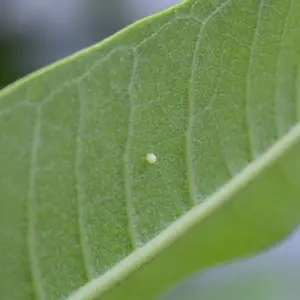 After following our guide and planting your own native milkweed species, you may find these little yellow beads on your Milkweed. These are Monarch butterfly eggs! and once they hatch the caterpillars will begin to eat the Milkweed and eventually turn into a chrysalis!