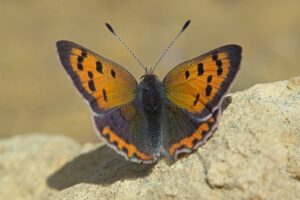 While the American Coppers colors may seem dull, its very pretty in the sun. When you see it up close it almost looks fuzzy.