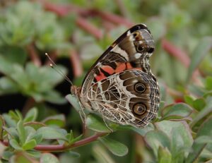 The American Lady, similar to the Painted Lady, is another very common species of butterfly. Found throughout North America, You have probably seen this butterfly without even realizing!