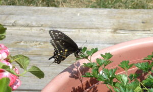 Black Swallowtails may make you jump when they first fly by, but once you can identify them they are absolutely breathtaking.