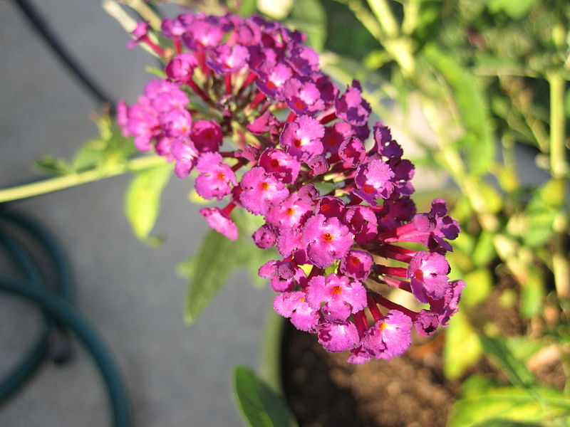 The Butterfly Bush has beautiful flowers that any pollinator will love! It's striking colors help butterfly's identify it as a food source.