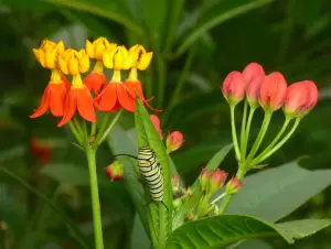 Butterfly Weed is an amazing, although sometimes invasive, species of Milkweed which serves as the Monarchs sole host plant. Planting Milkweed will directly help your local Monarch population, plus gives you the added benefits of attracting more butterflies!