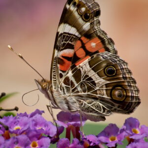 The Painted Lady, or Vanessa Cardui, is a very common Butterfly, found on every continent except Antarctica. 