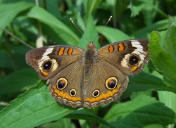 The Common Buckeye Butterfly has spots on its back that resemble eyes. When threatened, it will flap these wings in a special pattern that scientists believe mimics blinking eyes.