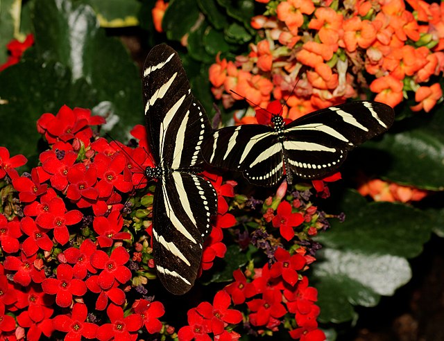 Identifying Common Butterfly Species Is not as hard as you may think. This article lists the top 13 butterflies to watch out for in your butterfly garden!