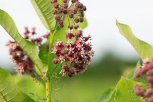 Different Milkweed species are native to different areas, some have different aromas or different colored flowers. It's important you select both a native Milkweed species to your region and get a species that you will like to look at every year.