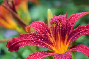 Bright vibrant colors, strong aromas, and native plant species is the holy trifecta of attracting butterflies to your backyard. Daylily is a favorite among butterflies and other pollinators!